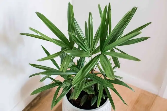 https://media.residenthome.com/contentful/dreamcloud/wp-migration/xxx-Lady-Palm.webp?w=678&h=452