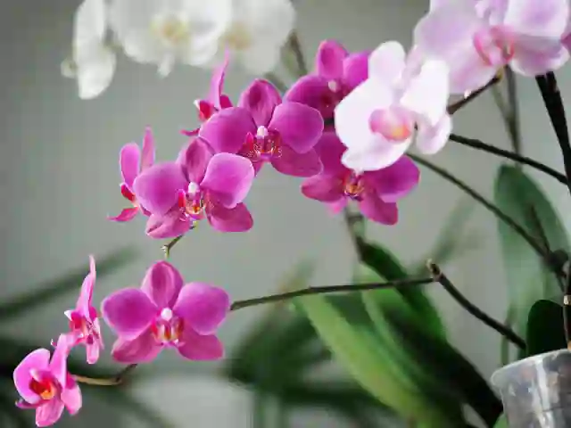 https://media.residenthome.com/contentful/dreamcloud/wp-migration/xxx-Phalaenopsis-Orchid.webp?w=640&h=480