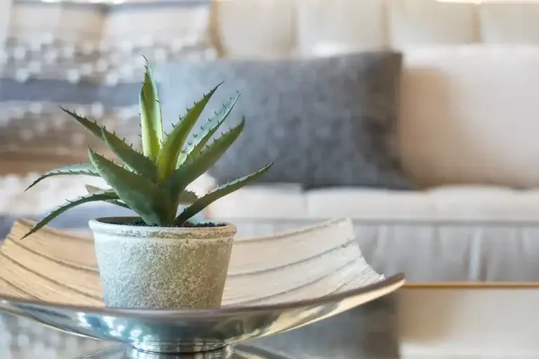 https://media.residenthome.com/contentful/wp-migration/Aloe-Vera-768x512.webp?w=768&h=512