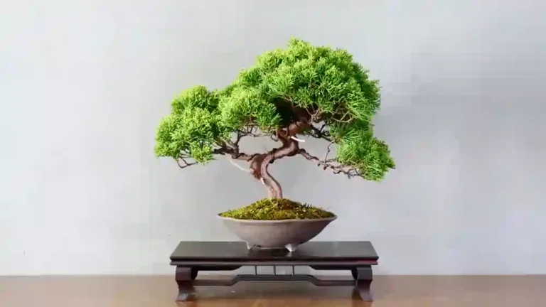 https://media.residenthome.com/contentful/wp-migration/Bonsai-Trees-768x432.webp?w=768&h=432