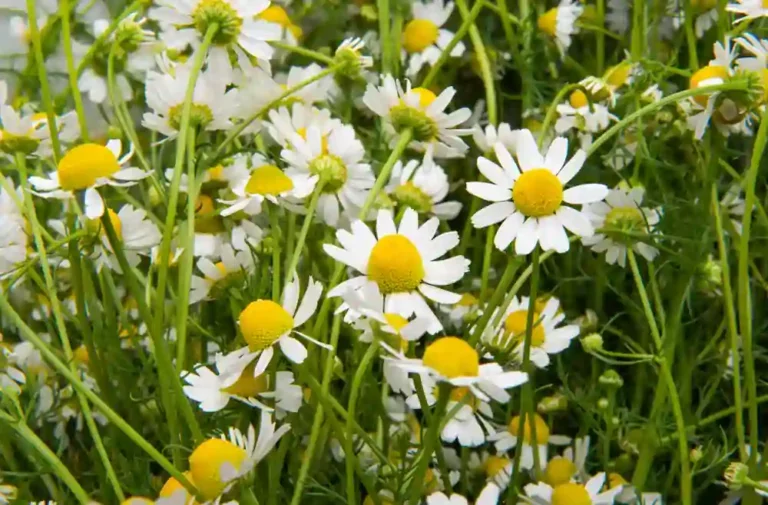 https://media.residenthome.com/contentful/wp-migration/Chamomile-Plant-768x505.webp?w=768&h=505