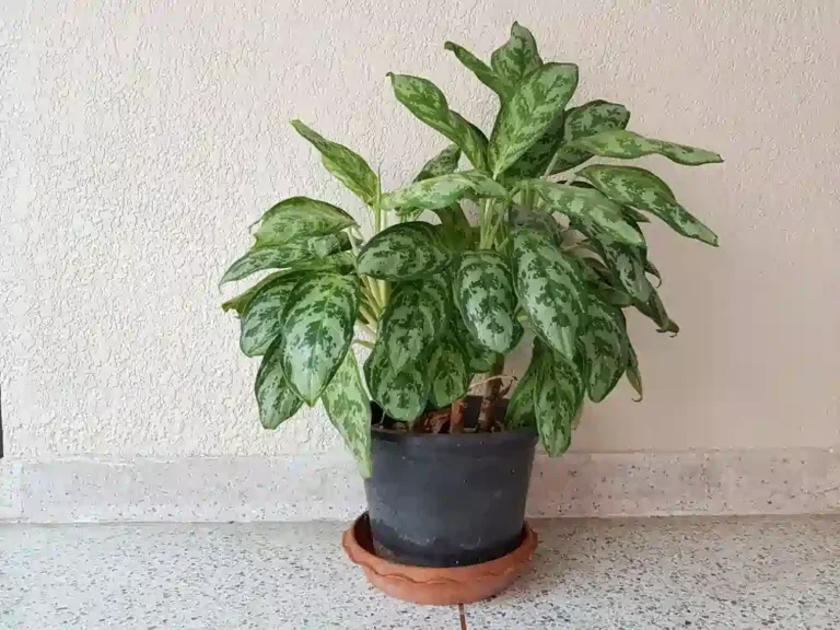 https://media.residenthome.com/contentful/wp-migration/Chinese-Evergreen-768x576.webp?w=768&h=576