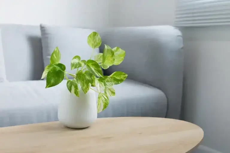 https://media.residenthome.com/contentful/wp-migration/Devils-Ivy-768x512.webp?w=768&h=512
