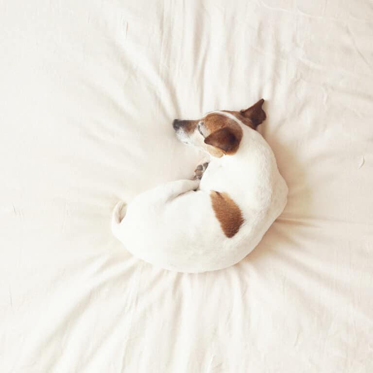 https://media.residenthome.com/contentful/wp-migration/Donut-Sleeping-position-for-dog-768x768.jpg?w=768&h=768