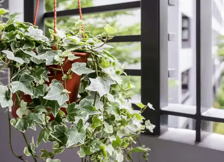 https://media.residenthome.com/contentful/wp-migration/English-Ivy-768x555.webp?w=768&h=555