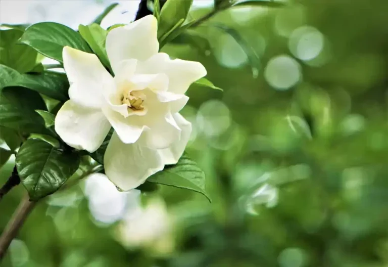 https://media.residenthome.com/contentful/wp-migration/Gardenia-Flower-768x528.webp?w=768&h=528