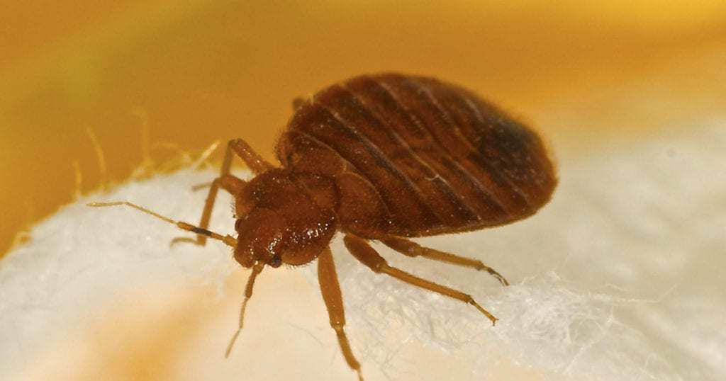 https://media.residenthome.com/contentful/wp-migration/How-Much-Does-It-Cost-To-Get-Rid-Of-Bed-Bugs-1024x538.jpg