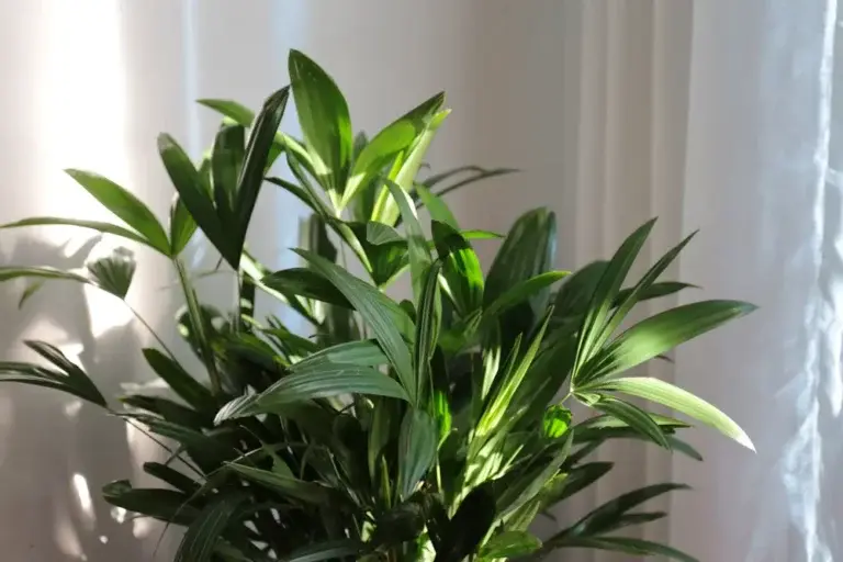 https://media.residenthome.com/contentful/wp-migration/Lady-Palm-768x512.webp?w=768&h=512