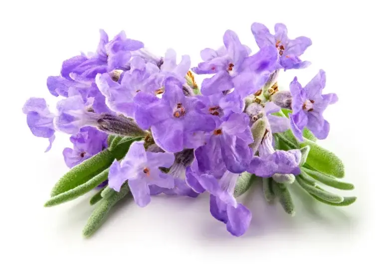 https://media.residenthome.com/contentful/wp-migration/Lavender-768x541.webp?w=768&h=541