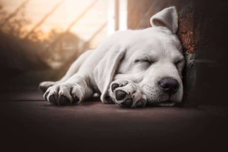 https://media.residenthome.com/contentful/wp-migration/Lions-pose-sleeping-position-for-dog-768x512.jpg?w=768&h=512