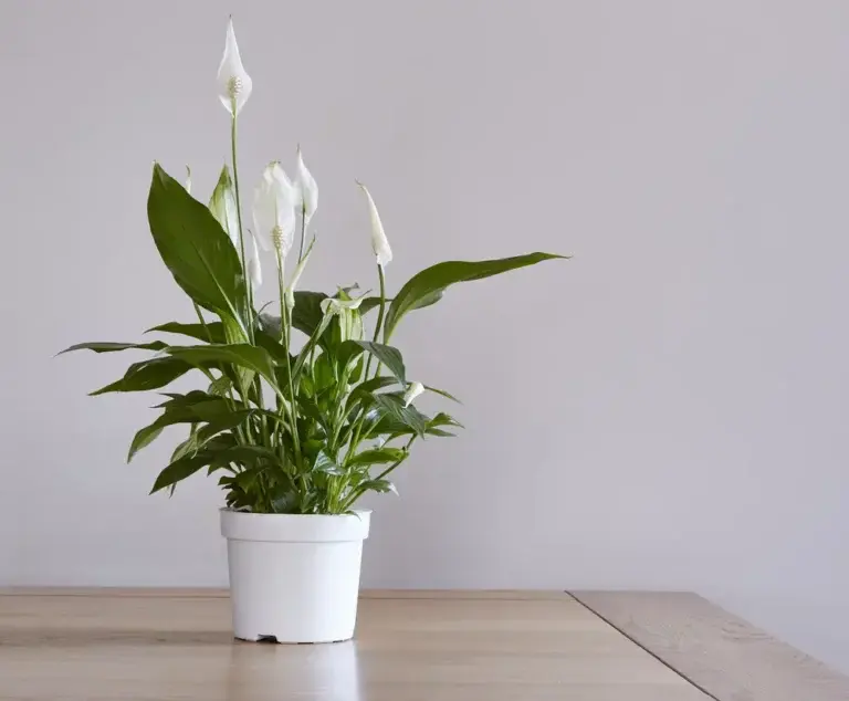 https://media.residenthome.com/contentful/wp-migration/Peace-Lily-768x634.webp?w=768&h=634