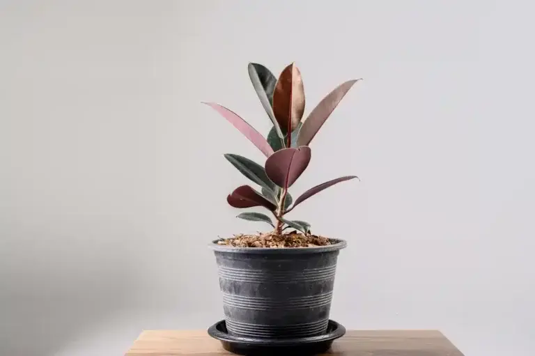 https://media.residenthome.com/contentful/wp-migration/Rubber-Fig-768x511.webp?w=768&h=511