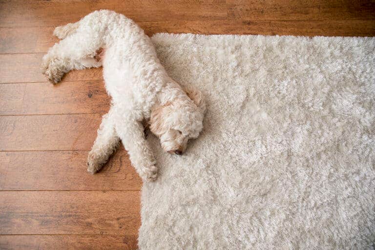 https://media.residenthome.com/contentful/wp-migration/Side-Sleeping-for-dog-768x512.jpg?w=768&h=512