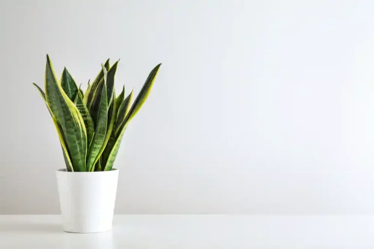 https://media.residenthome.com/contentful/wp-migration/Snake-Plant-768x512.webp?w=768&h=512