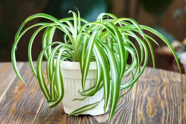 https://media.residenthome.com/contentful/wp-migration/Spider-Plant-768x512.webp?w=768&h=512