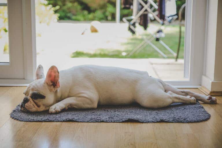 https://media.residenthome.com/contentful/wp-migration/Superman-sleeping-position-for-dog-768x512.jpg?w=768&h=512