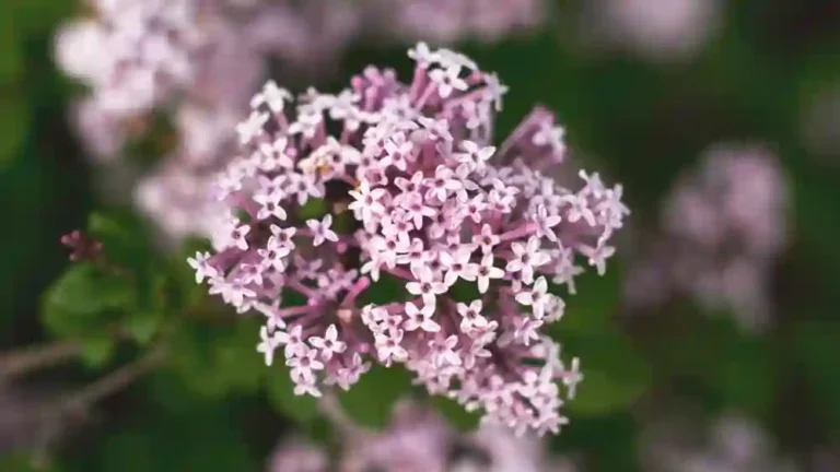 https://media.residenthome.com/contentful/wp-migration/Valerian-Plant-768x432.webp?w=768&h=432