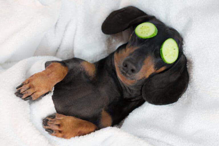 https://media.residenthome.com/contentful/wp-migration/dog-laying-down-on-its-back-768x512.jpg?w=768&h=512