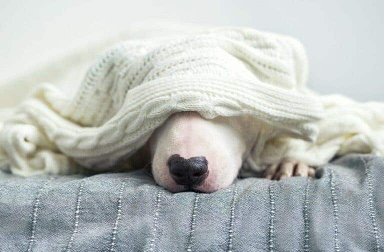 https://media.residenthome.com/contentful/wp-migration/dog-sleeping-on-a-bed-768x505.jpg?w=768&h=505