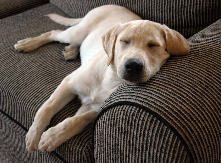https://media.residenthome.com/contentful/wp-migration/dog-sleeping-with-head-and-neck-raised-768x566.jpg?w=768&h=566
