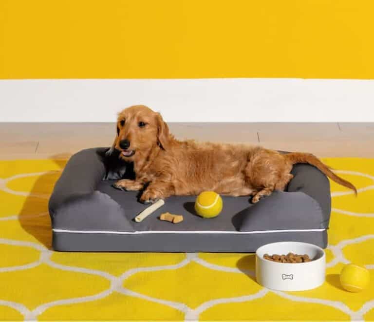 https://media.residenthome.com/contentful/wp-migration/nectar-dog-bed-768x660.jpg?w=768&h=660