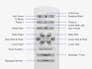 DT_4_gallery_image.jpg Nectar Adjustable bundle